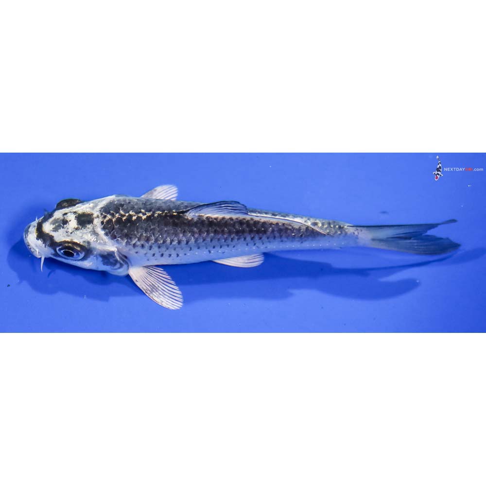 4.5” Imported Gin Matsuba - Image 4