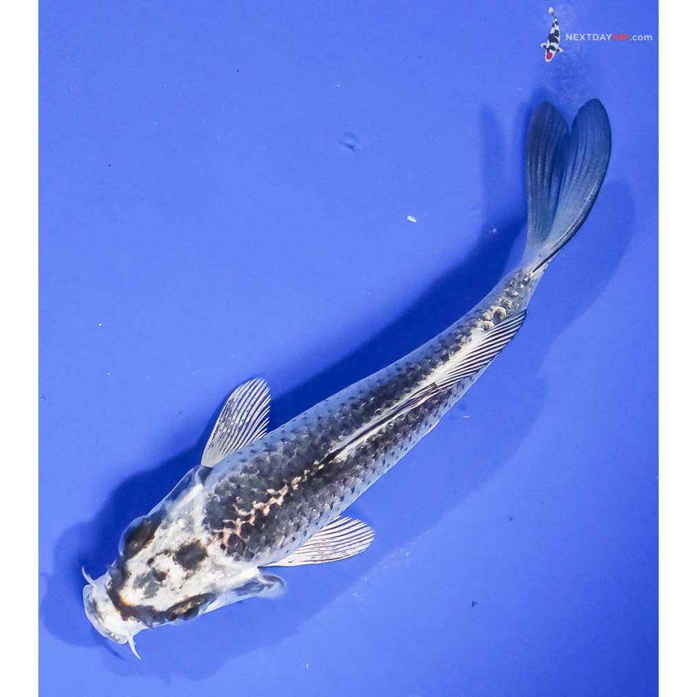 4.5” Imported Gin Matsuba - Image 5