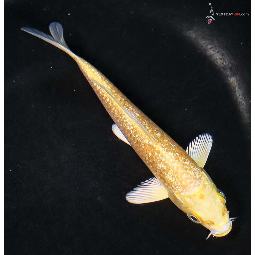 5” Imported Gin Rrin Yamabuki Ogon - Image 3