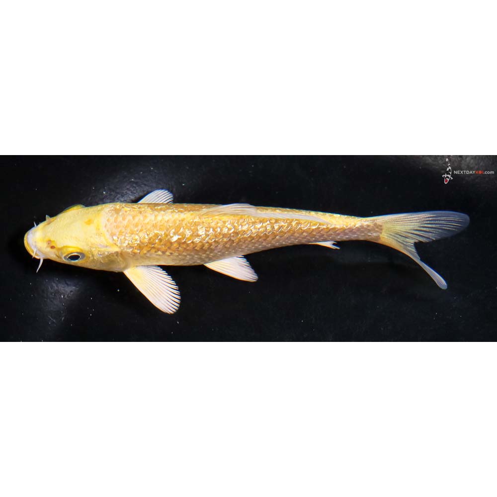 5” Imported Gin Rrin Yamabuki Ogon - Image 4