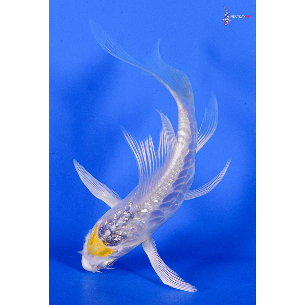 4” Imported Doitsu Gin Rin Kujaku Butterfly Koi