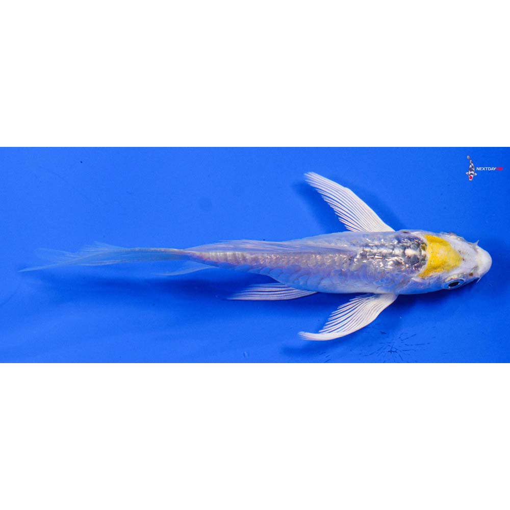 4” Imported Doitsu Gin Rin Kujaku Butterfly Koi - Image 2