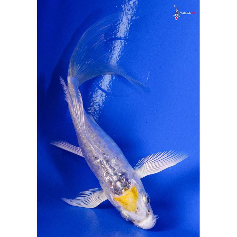 4” Imported Doitsu Gin Rin Kujaku Butterfly Koi - Image 3