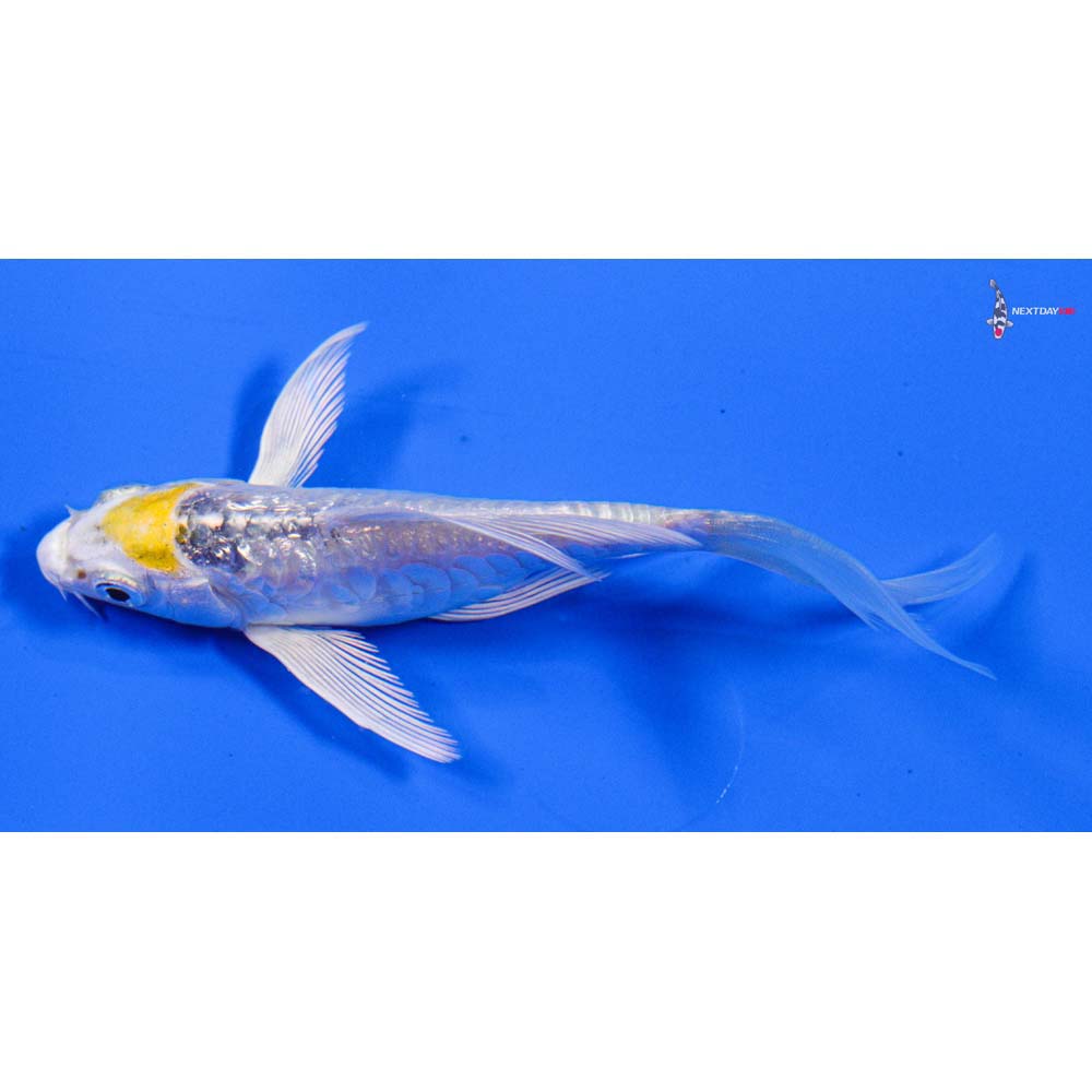 4” Imported Doitsu Gin Rin Kujaku Butterfly Koi - Image 4
