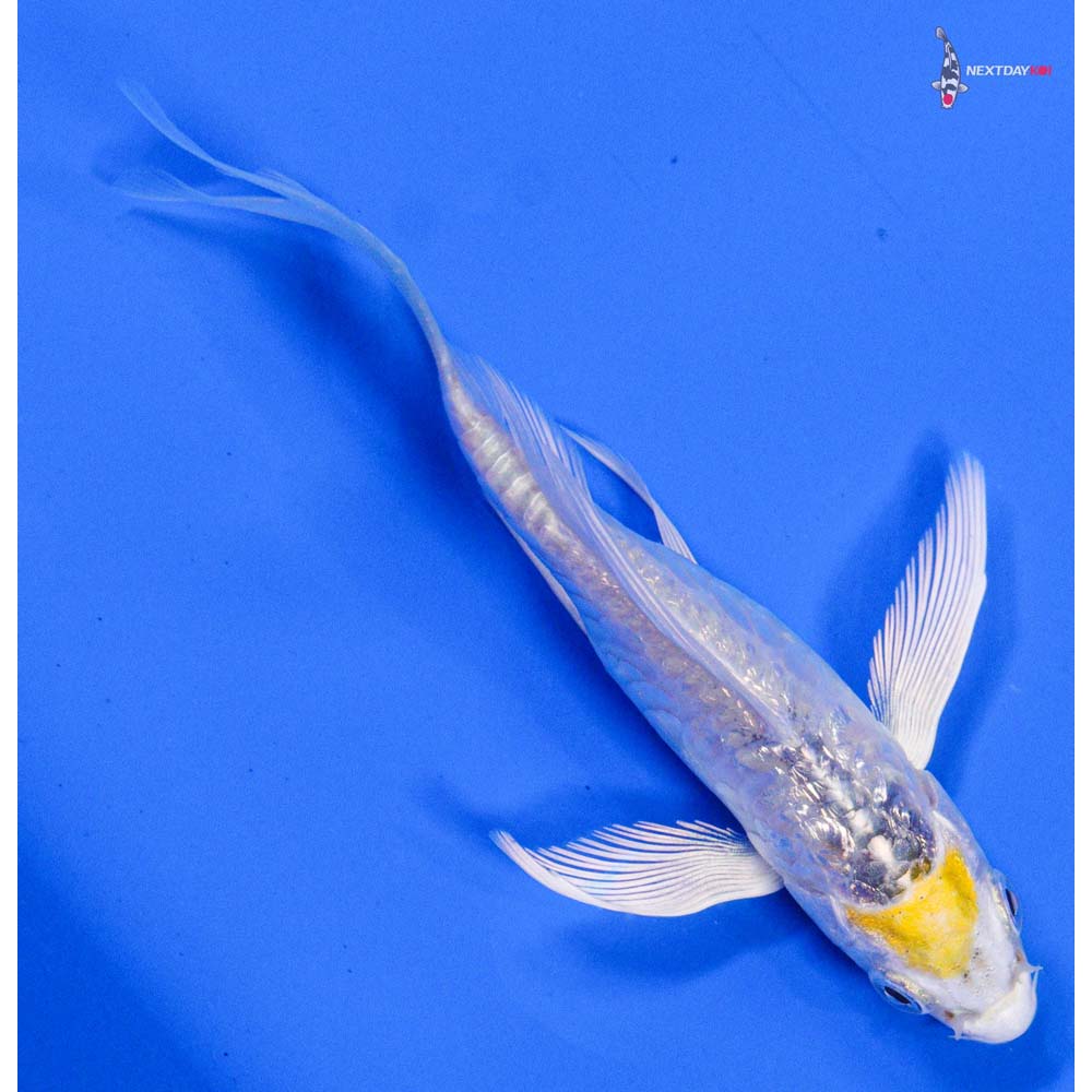 4” Imported Doitsu Gin Rin Kujaku Butterfly Koi - Image 5