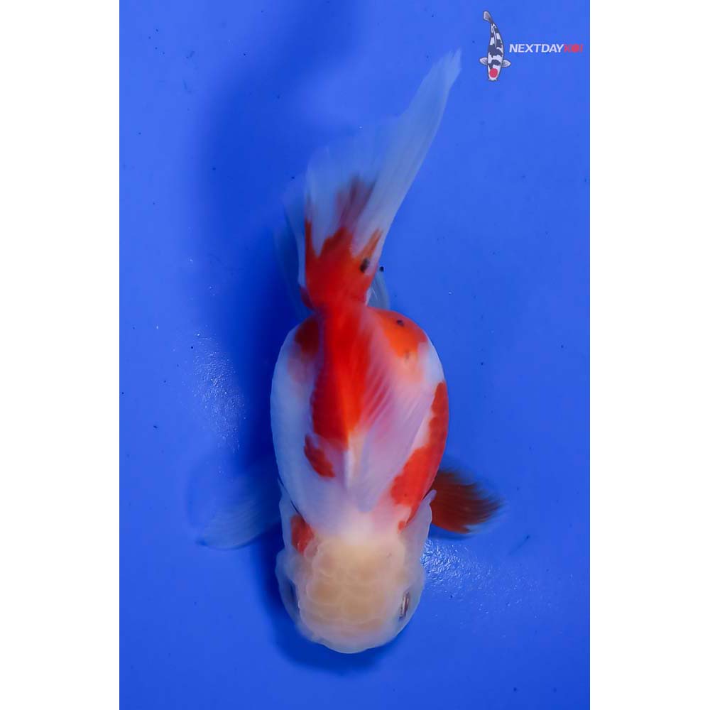 4” Imported Calico Oranda - Image 3