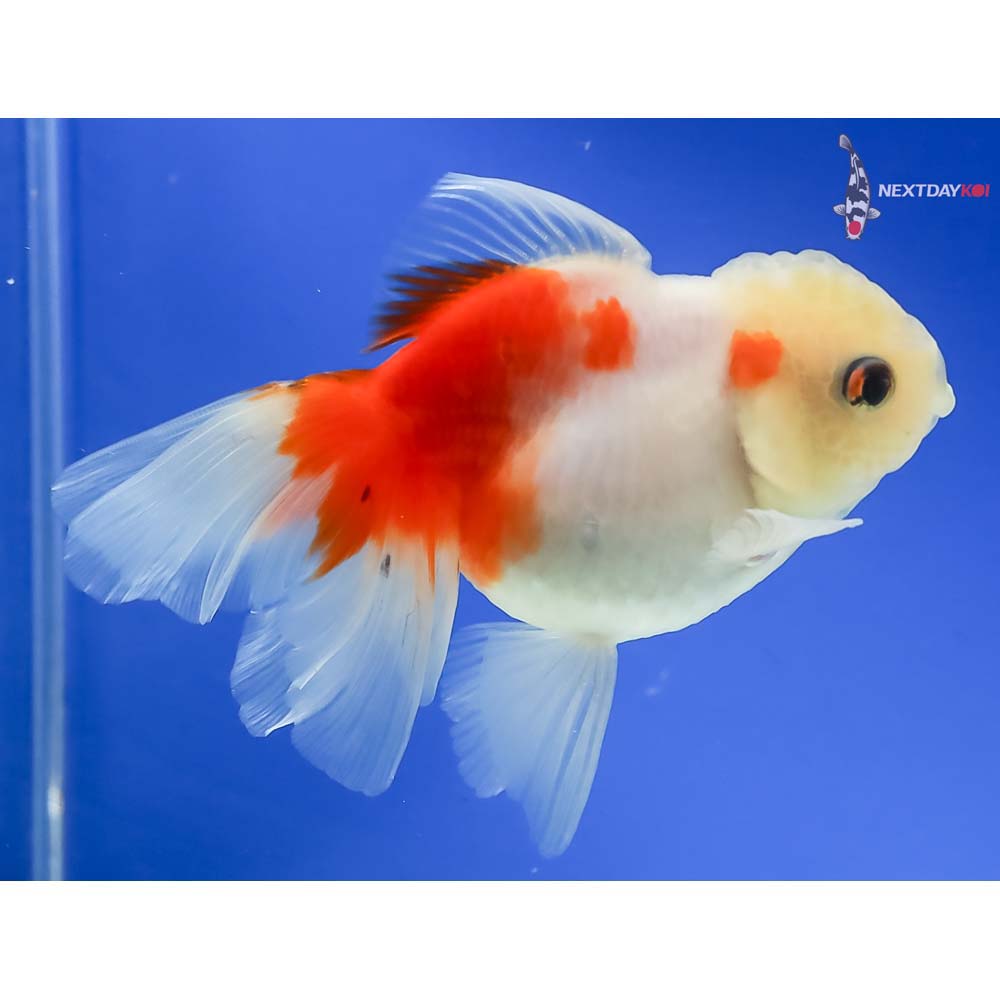 4” Imported Calico Oranda - Image 4
