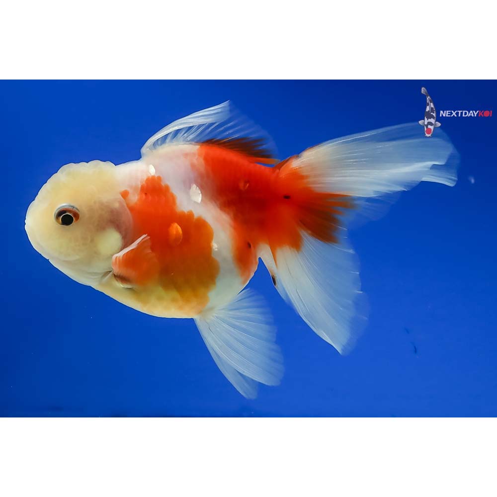4” Imported Calico Oranda - Image 5