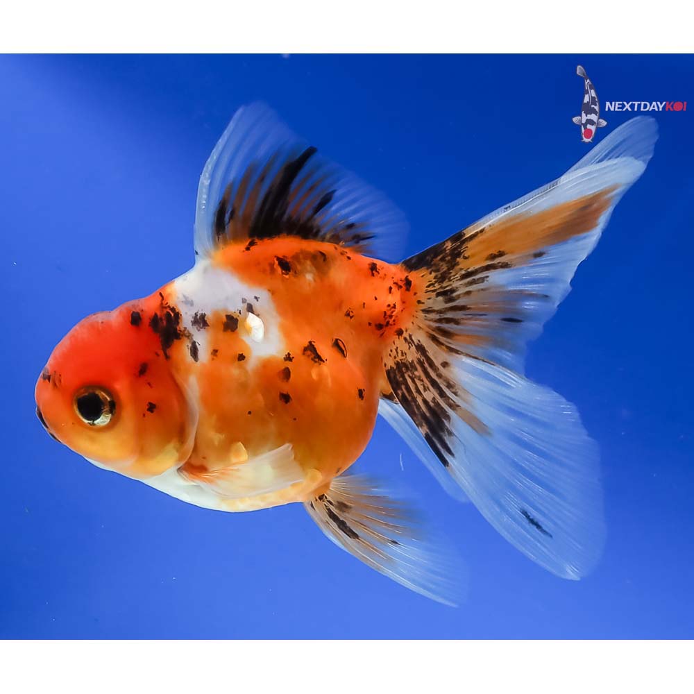 4.5” Imported Calico Oranda - Image 2