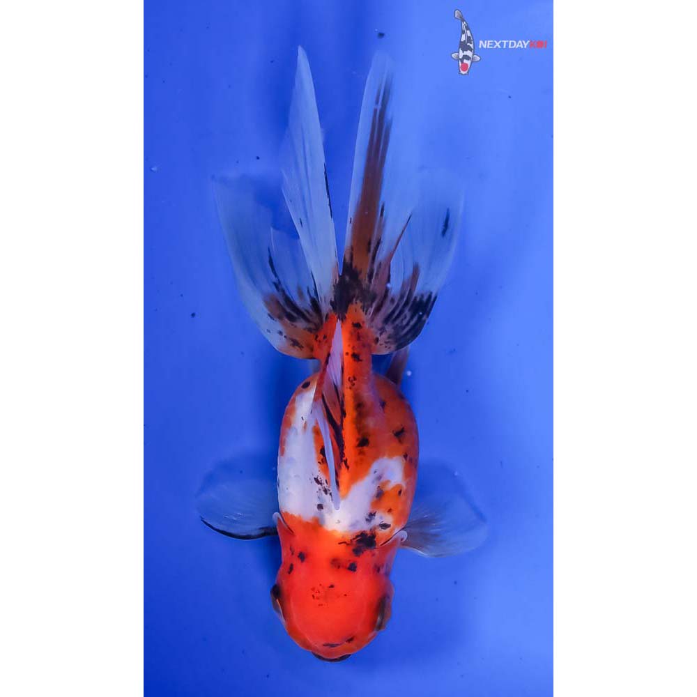 4.5” Imported Calico Oranda - Image 3
