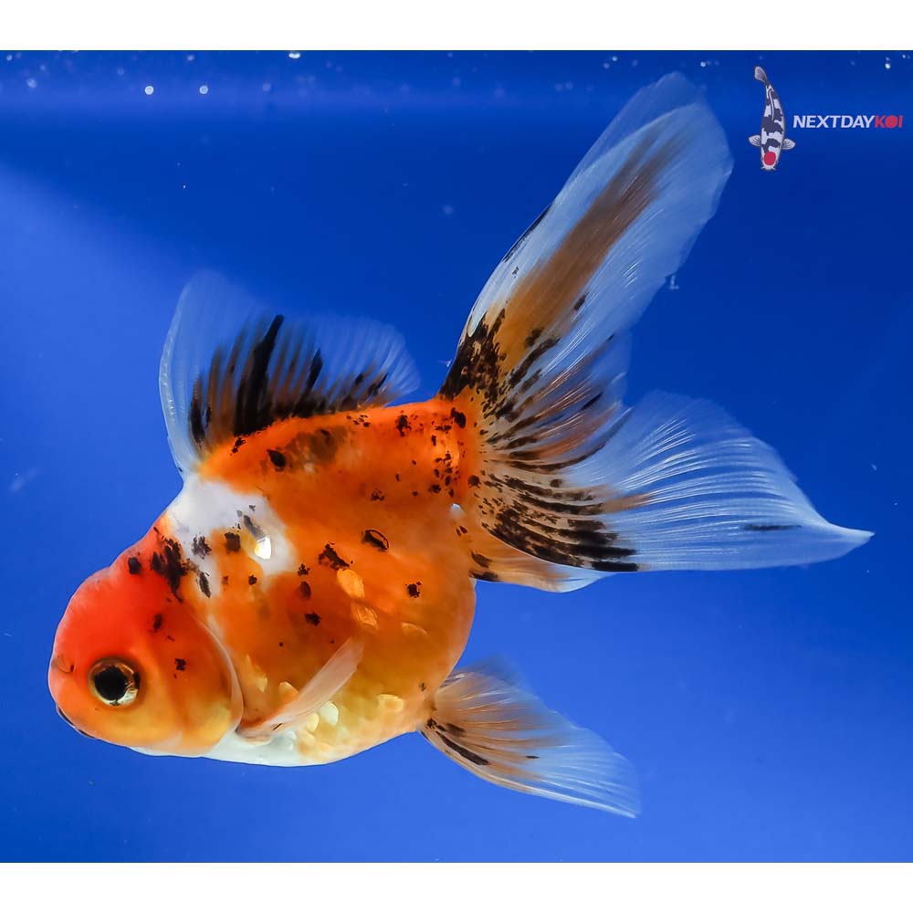 4.5” Imported Calico Oranda - Image 5