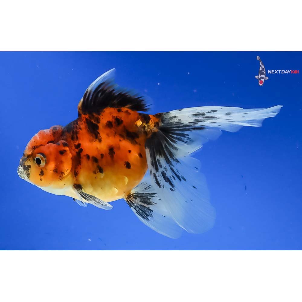 4.5” Imported Calico Oranda - Image 2