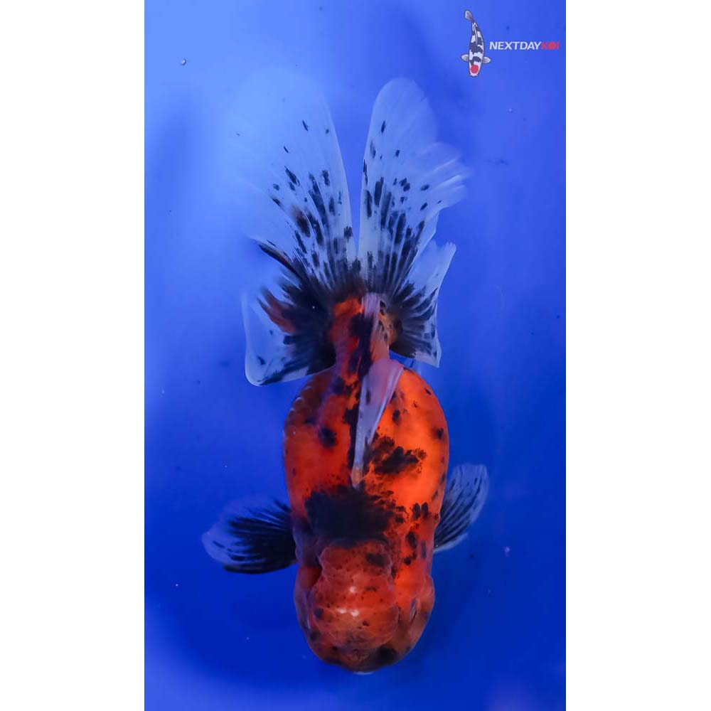 4.5” Imported Calico Oranda - Image 3