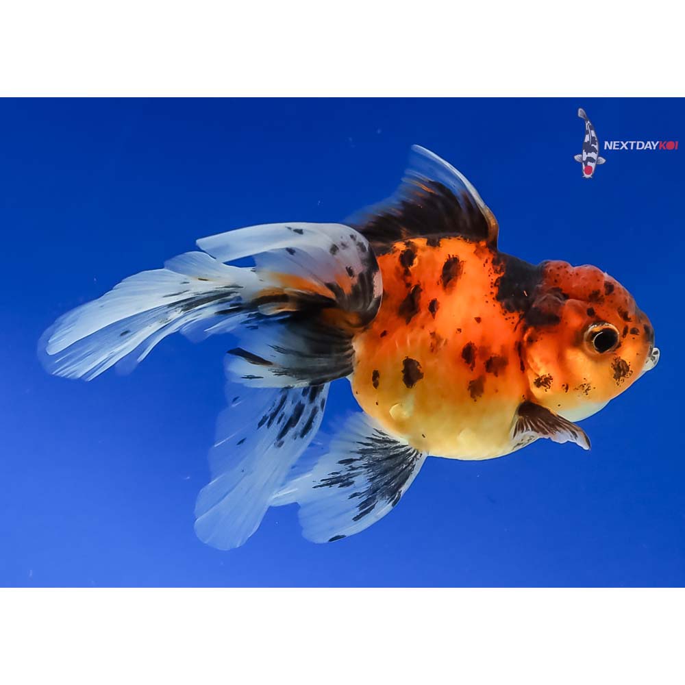 4.5” Imported Calico Oranda - Image 4