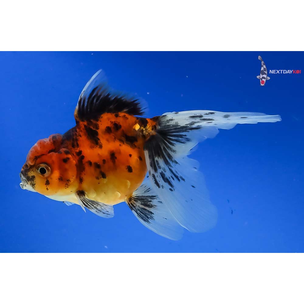 4.5” Imported Calico Oranda - Image 5