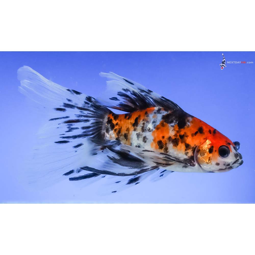 5” Imported Bristol Shubunkin