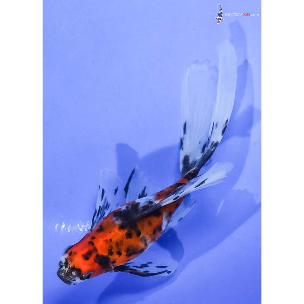 5” Imported Bristol Shubunkin - Image 3