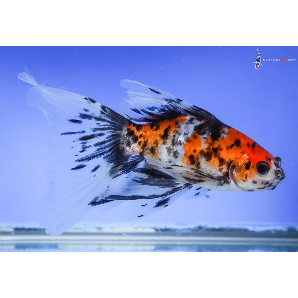 5” Imported Bristol Shubunkin - Image 4