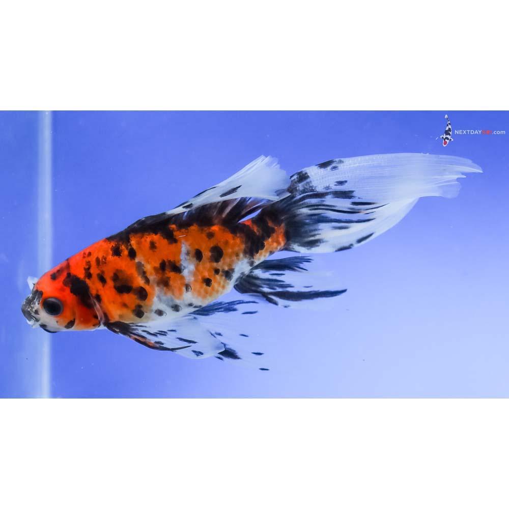 5” Imported Bristol Shubunkin - Image 5