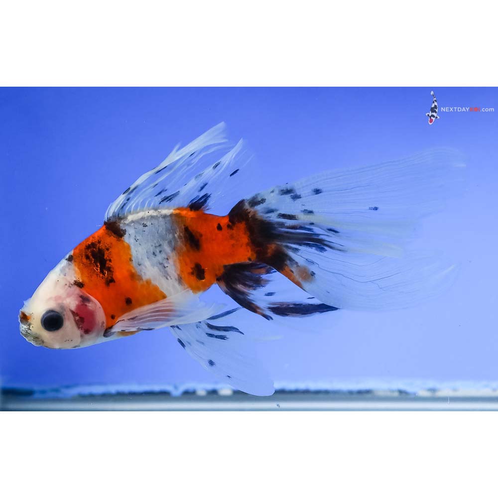 5” Imported Bristol Shubunkin - Image 2