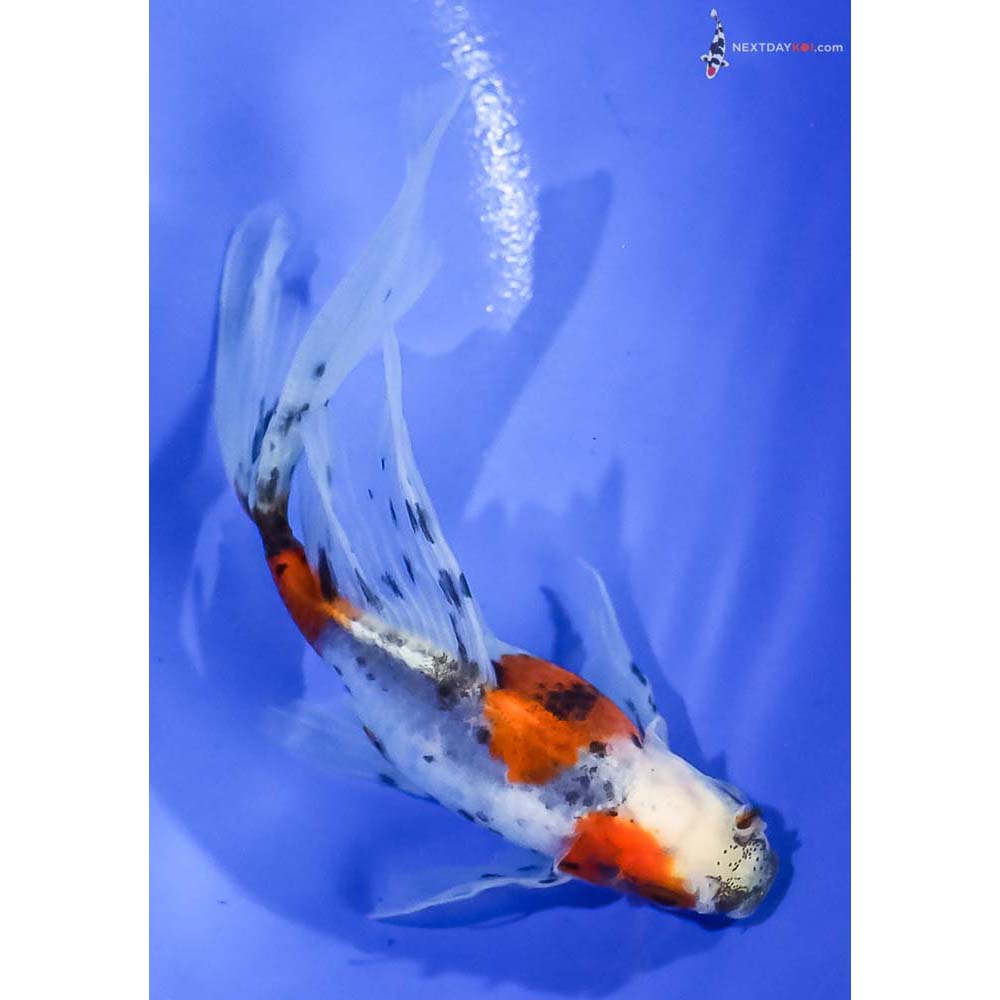 5” Imported Bristol Shubunkin - Image 3