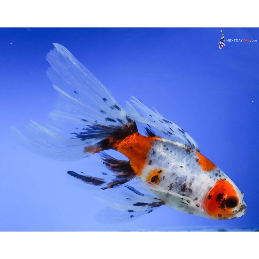 5” Imported Bristol Shubunkin - Image 4