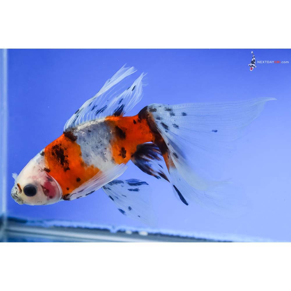 5” Imported Bristol Shubunkin - Image 5