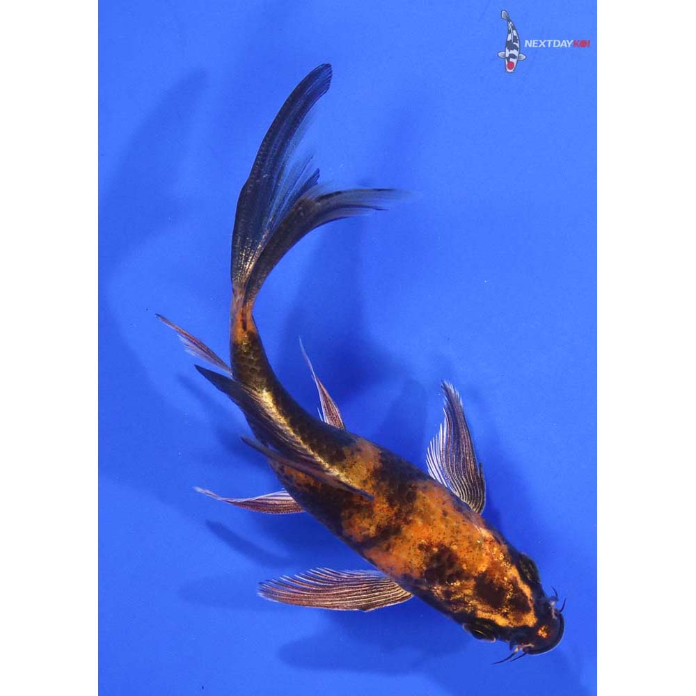 4.5” Imported Hi Utsuri Butterfly Koi - Image 3