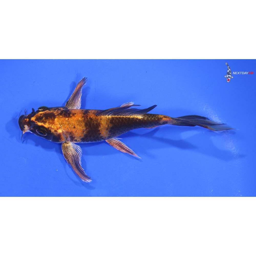 4.5” Imported Hi Utsuri Butterfly Koi - Image 4