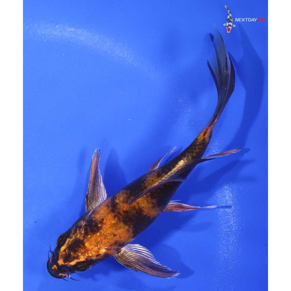 4.5” Imported Hi Utsuri Butterfly Koi - Image 5