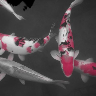 Koi fish with color filter