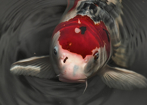 Sanke koi with head poking out the water|Diagram of a settlement chamber from a bottom drain