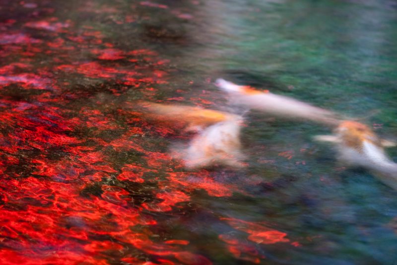 |Sump pump float switch for koi ponds|illustration of a sump pump float switch for koi pond|