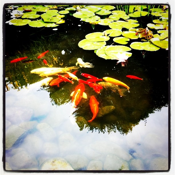 Koi Fish in a Koi Pond|Automatic koi fish feeder|String Algae on a koi pond|Rain falling on a koi pond|Automatic feeder above a koi pond|Fish lice found on koi fish|String algae on a koi pond|Lattice shade over a raised koi pond|