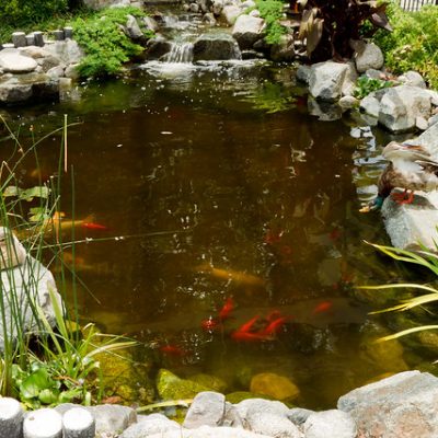 partition bog filter in a koi pond