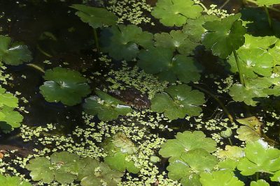 snake head out the water in a koi pond|Minnow trap that can be used to catch snakes in koi ponds