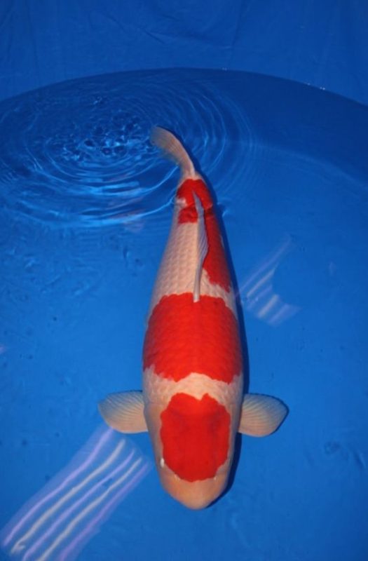 Kohaku Koi Grand Champion At All Japan Koi Show|Sign for 2016 All Japan Koi Show|Benching Koi at the All Japan Koi Show