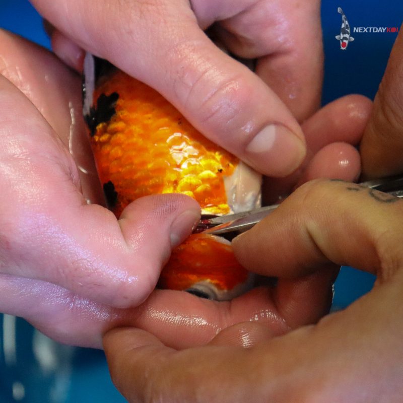 Two people holding a koi and performing a gill biopsy