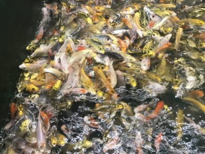 ||Koi fish in a commercial tank