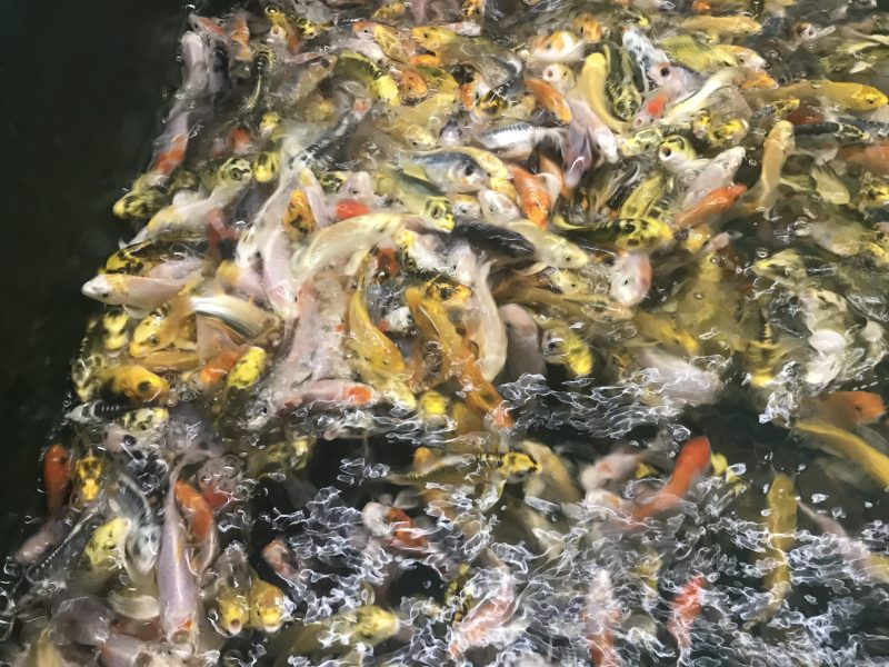 ||Koi fish in a commercial tank