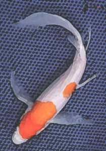 Kohaku