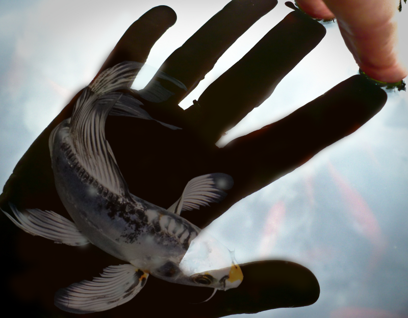 Koi in a shadow of the hand about to be inspected|Pan Net for Handling and Inspecting Koi Fish|Dip net for koi inspection|Sock net for catching and inspecting Koi Fish|Blue viewing bowls for inspecting koi fish