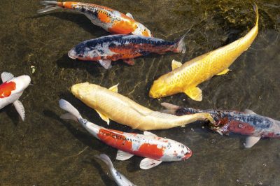 Koi pond in a pond ready to show