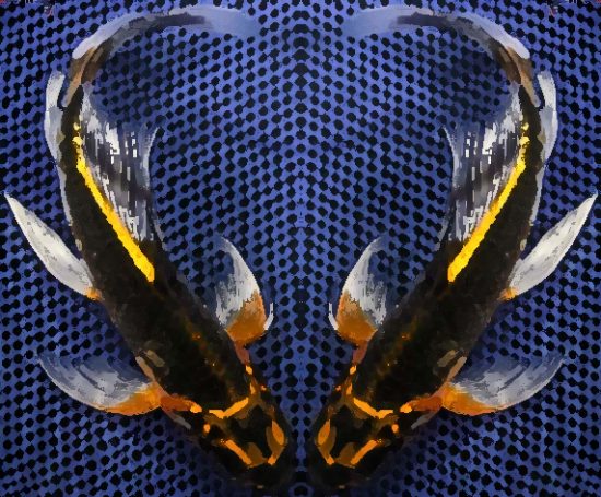Two Kujaku Koi forming a Heart|Armor Scaled Kikokuryu|Chagoi|Ghost koi|Ki Bekko|Kin Kikokuryu|Kohaku|Kumonryu|Midorigoi|Platinum Ogon|Showa|Showa|Shusui