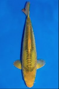 Midorigoi