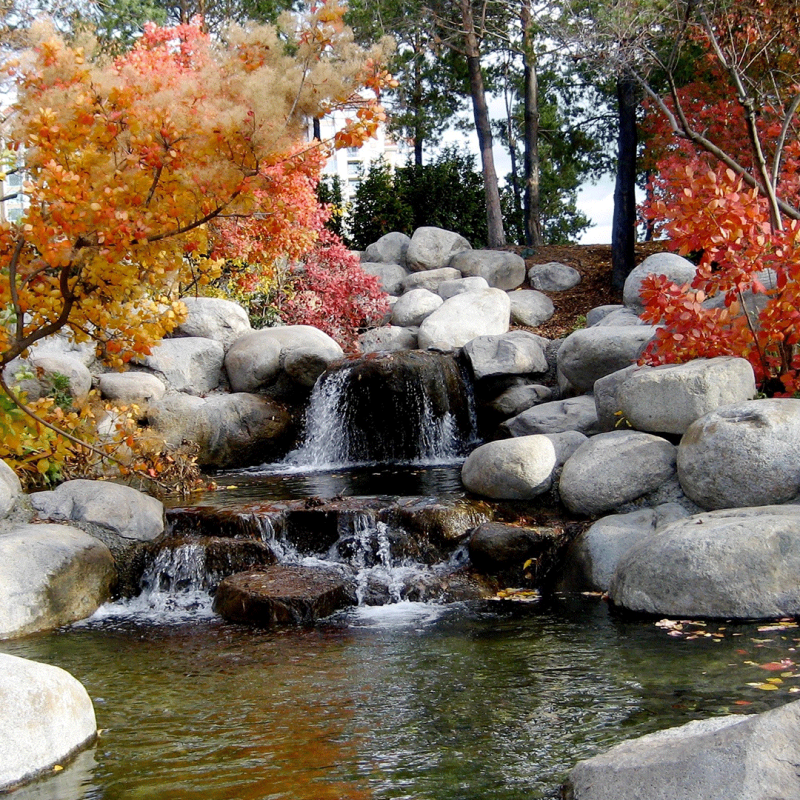 Koi Pond in Fall