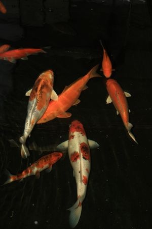 Brightly Colored Koi are easily spotted by Predators|Blue Heron are designed for eating fish|A Raccoon can be a danger to your koi pond|River Otters are veracious koi fish predators
