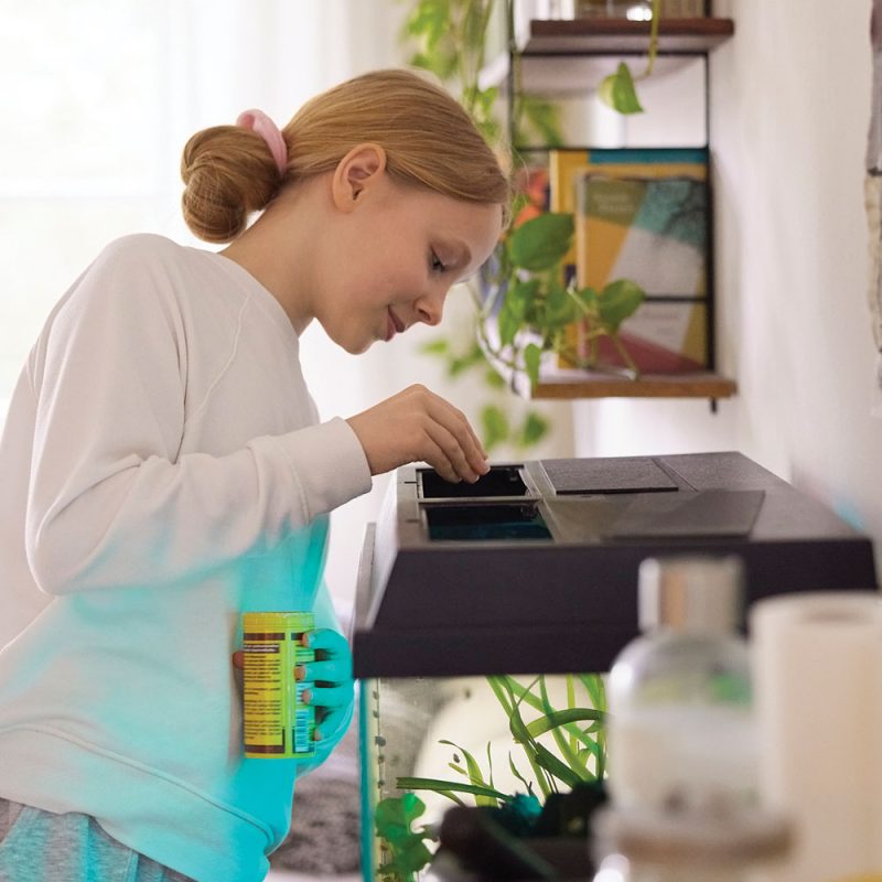 Person putting food in an aquarium