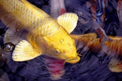 Golden Koi on the surface waiting to be fed