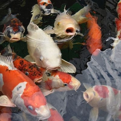 Koi at the surface of the water